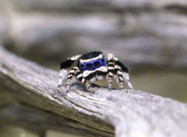 Самый модный паук в мире