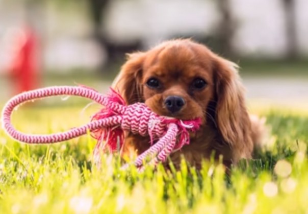 Ученые доказали, что собаки действительно нас понимают