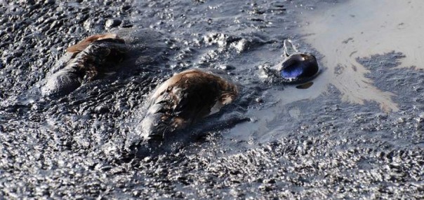 В Мексиканский залив уже 14 лет непрерывно вытекает нефть. Заметили это только сейчас