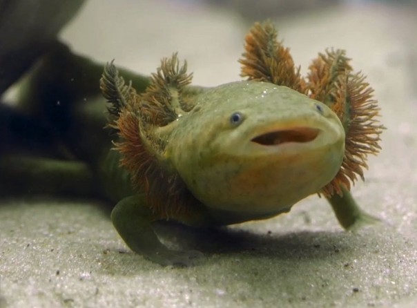 Как мексиканские монахини спасают редких саламандр: видео