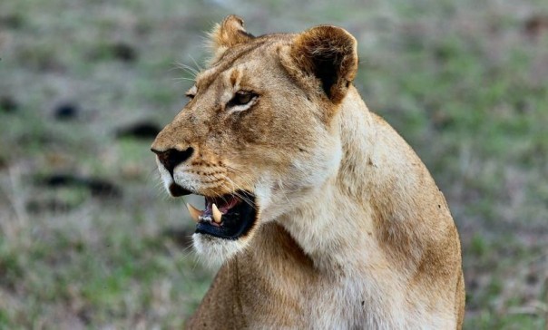 Львица напала на трехлетнюю девочку в цирке на Кубани