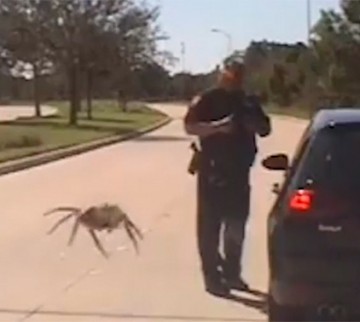 Бесшумный охотник: «гигантский» паук «подкрался» к полицейскому