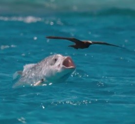 Рыба ловит птицу