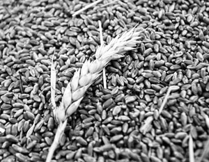 Из российского госфонда украли зерно на сотни миллионов рублей