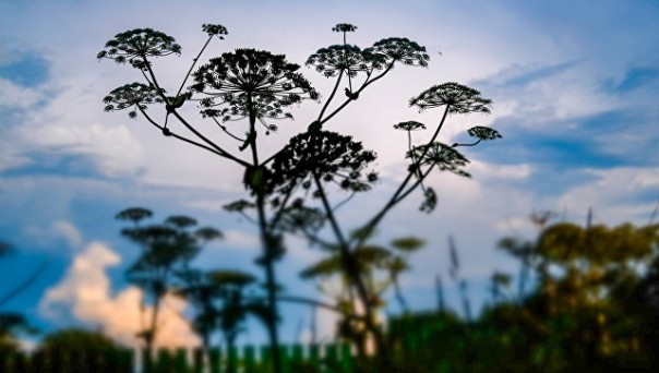 В Подмосковье впервые выписали штраф за борщевик на 400 тысяч рублей