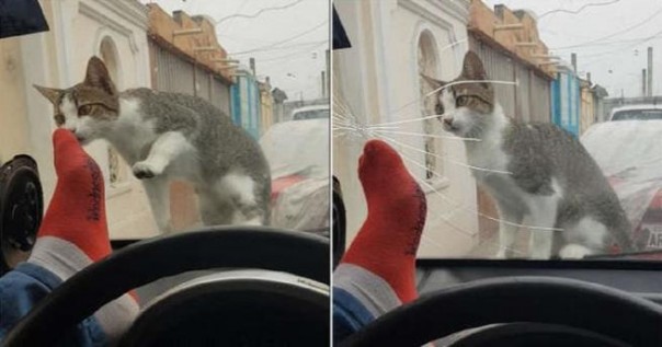 Когда мозгов меньше, чем у кошки, карма мгновенна