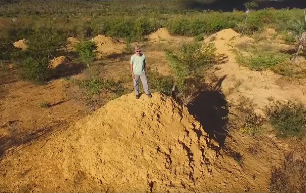 Найден "мегаполис" термитов, заметный из космоса