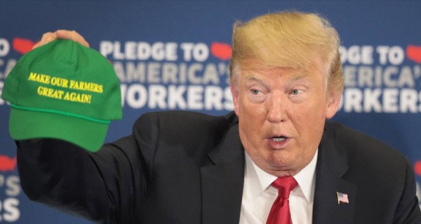 Урожай гниет в полях: как торговая война Трампа убивает американских фермеров