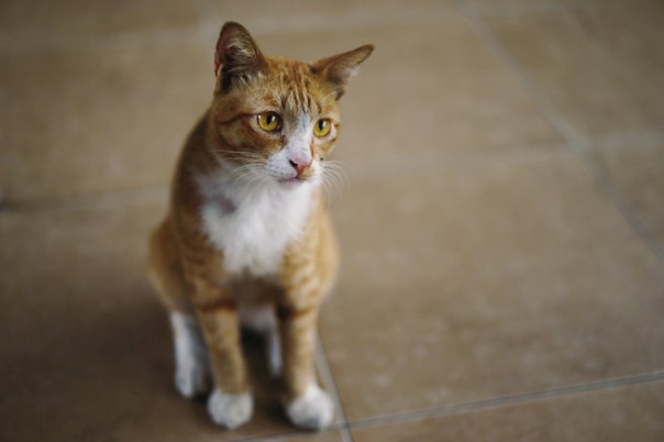 Британцам пригрозили тюрьмой за попытки сделать из кошек вегетарианцев