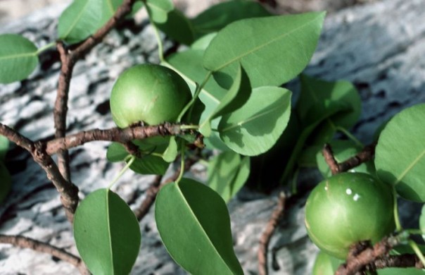 Маленькое яблоко смерти