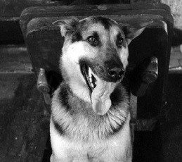 Война – собачье дело