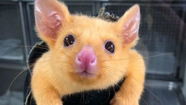 Пикачу существует