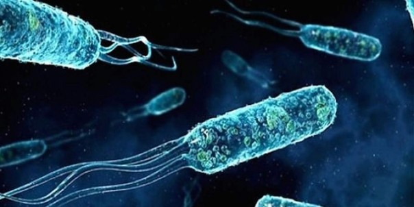 Американцы научат бактерии обнаруживать подлодки