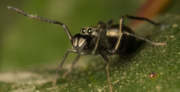 В Китае найдены млекопитающие пауки