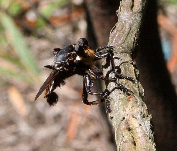 Челюсть или швейцарский нож? Жестокие личинки австралийских мух-убийц