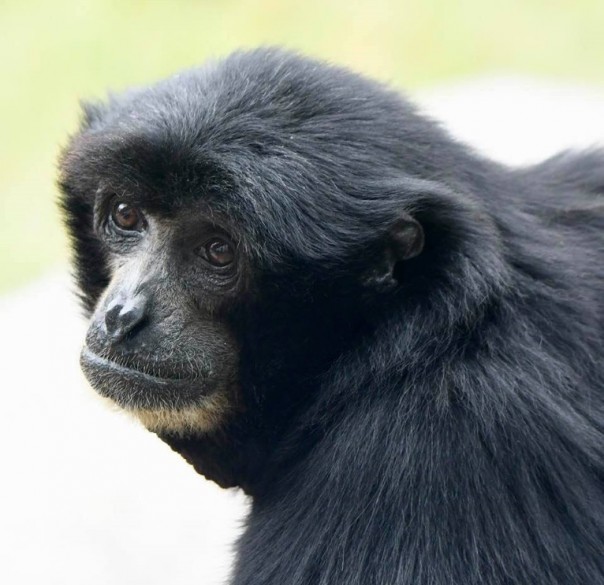 Цветы запоздалые: редкая обезьяна принесла потомство в зоопарке Сан-Диего