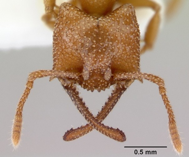 Найдены обладатели самых быстрых челюстей на планете