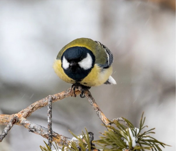 Синица- зомби