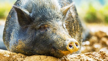 Ученые впервые успешно пересадили "очеловеченное" сердце свиньи