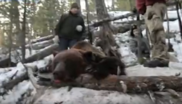 Призвать к ответственности губернатора Иркутской области за убийство спящего медведя требует Всероссийское общество охраны природы