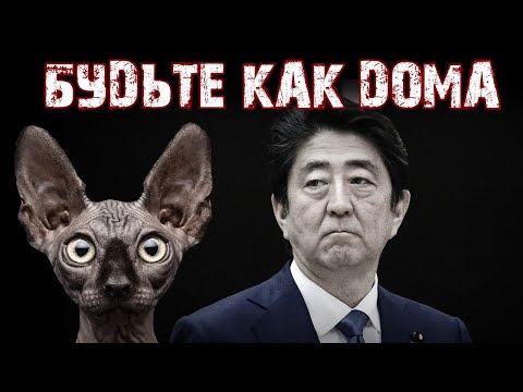 Новогодний подарок от Японии жителям Курил / Кот Костян