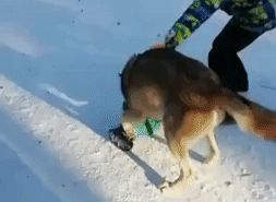 "С зоотерапией что-то не так". Волк напал на ребёнка в челябинском парке — видео