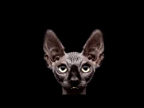 Хорошо быть чайкой