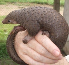 Как лев панголина съесть пытался: видео