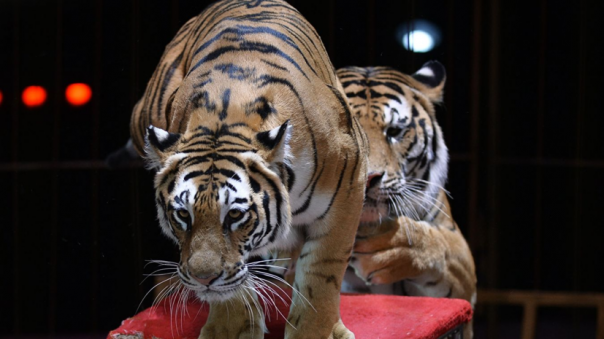 В России предложили запретить посещать цирки несовершеннолетним