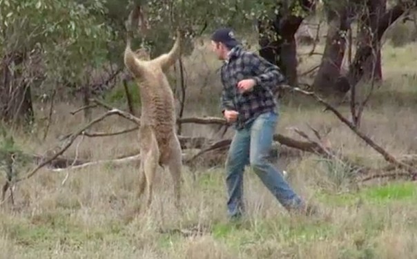 Биолог: «Вступивший в бой с кенгуру мужчина рисковал жизнью»