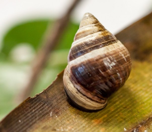 На Гавайях умерла последняя улитка редкого вида