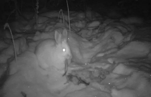Зайцы-каннибалы впервые попали на видео