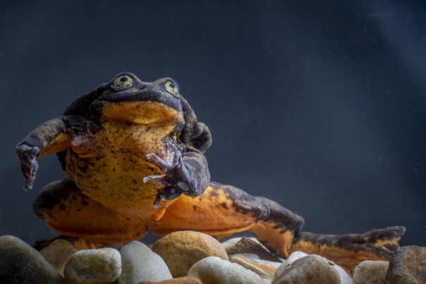 Ромео и Джульетта: одинокому самцу лягушки нашли пару спустя 10 лет