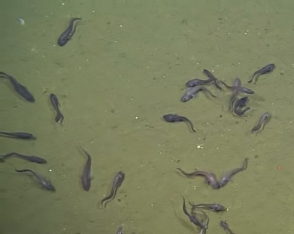 Рыбы, живущие без кислорода