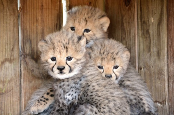 Сразу 7 гепардов родились в зоопарке Виргинии