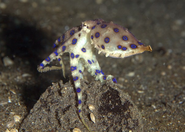 Турист схватил красивого осьминога, но не знал, что тот смертельно ядовит