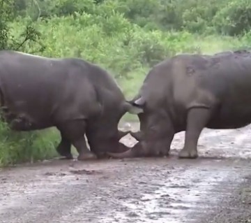«Уступи мне дорогу»: как носороги выясняют отношения