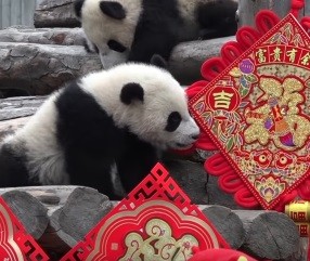 Панды празднуют китайский Новый год