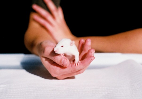 Крыс научили напрямую подчиняться командам человеческого мозга