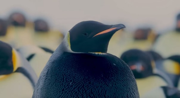 «Против системы»: императорский пингвин черного окраса попал на видео