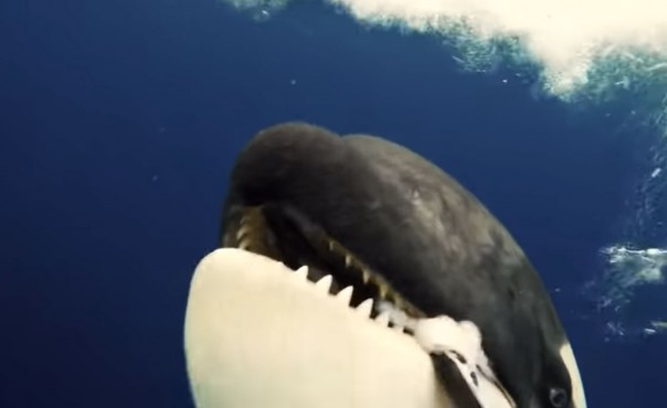 Косатка хвастается своим уловом: видео