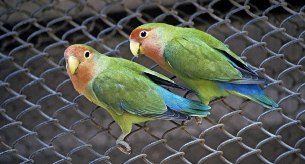 Попугай насмотрелся православных каналов и теперь молится богу