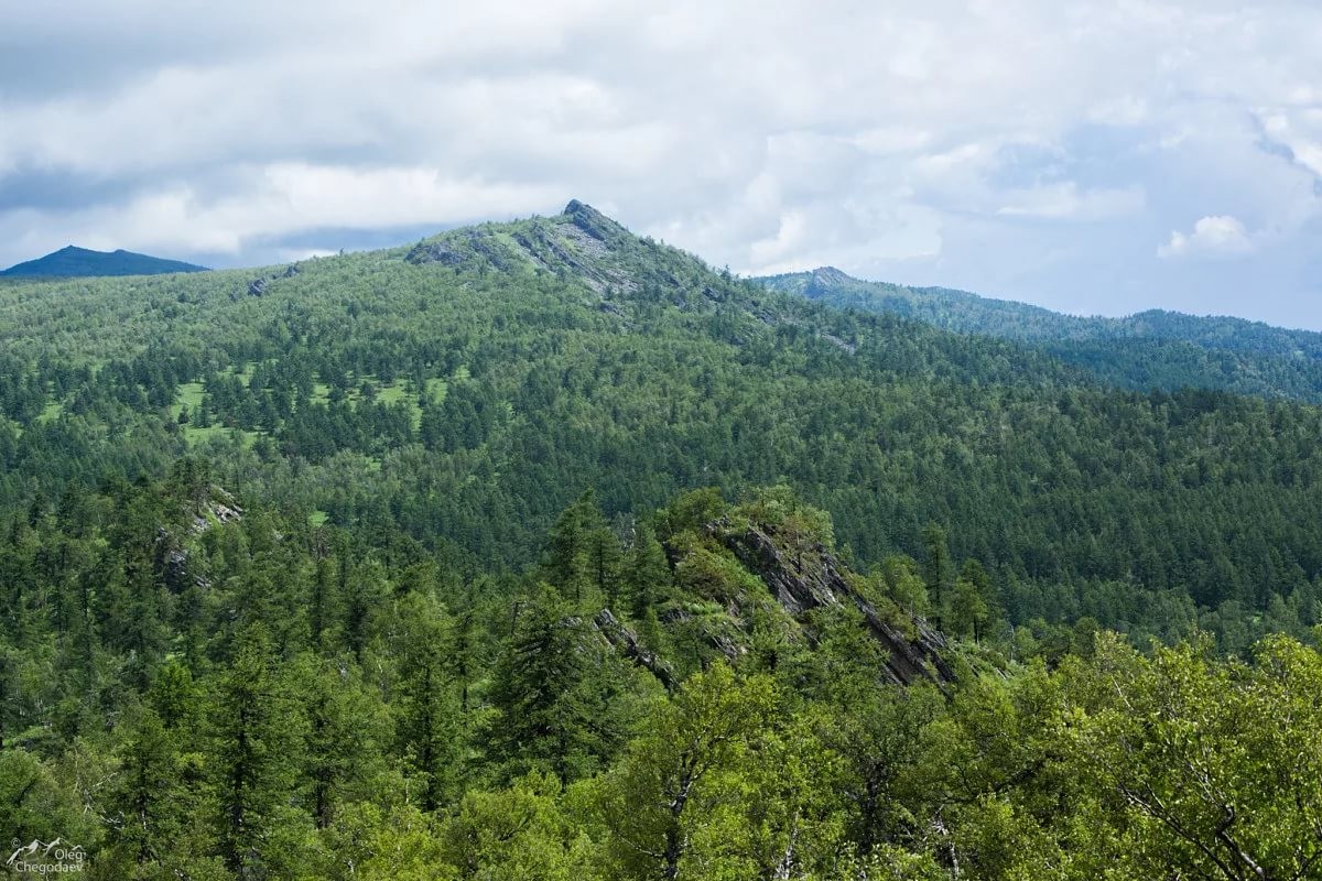 600-летние лиственницы на горе большой шатак. лесной хребет. хвойный лес и горы горный алтай. хрюгский лес ахтынский. уральская горная тайга.