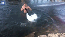 Лебедь-агент Кремля напал на моржа-украинца во время купания