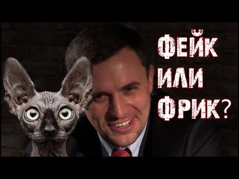 Депутат против законов!!! Кот Костян