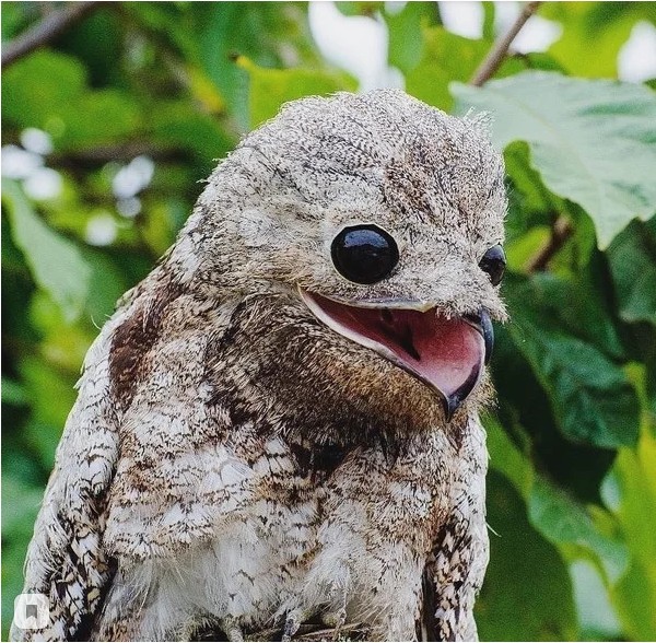 Исполинский козодой: упоротый вестник Ада