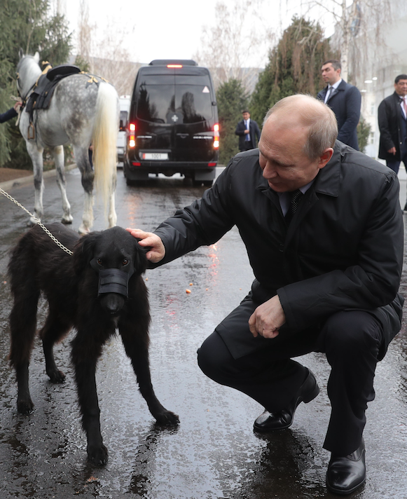 Путин покормил подаренного ему скакуна и успокоил щенка Шерхана — видео