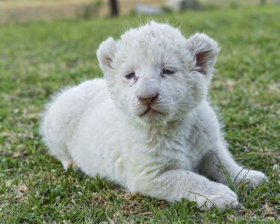 В Крыму на свет появились редкие белые львята