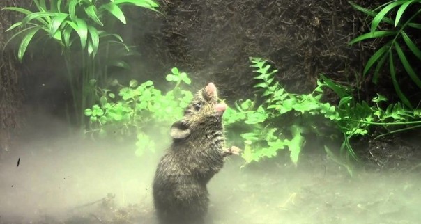 Поющие мыши: зачем они это делают?