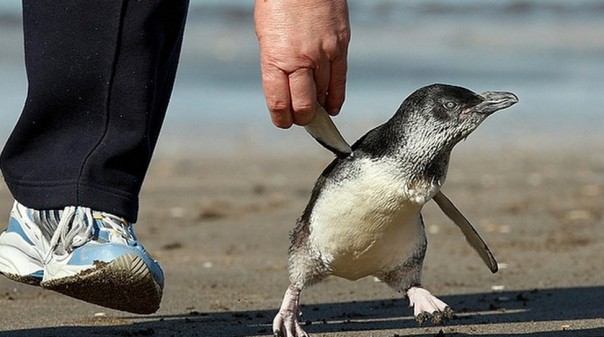 Penguper Пингапер